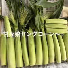 希少な甘々娘ヤングコーン15本！のサムネイル