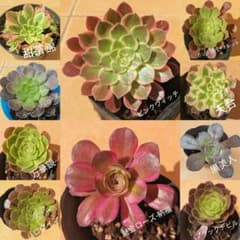お得 アエオニウ厶抜き苗 10品種10苗セット 大苗 群生苗入り - メルカリ