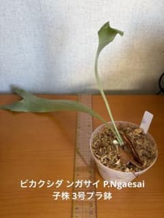 ビカクシダ ンガサイ子株 プラスチック鉢3号 - メルカリ