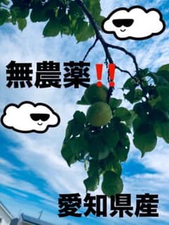 【Nファーム】売切り❗️6/2(日)収穫 完全無農薬❗️ 青梅 2kg+αのサムネイル