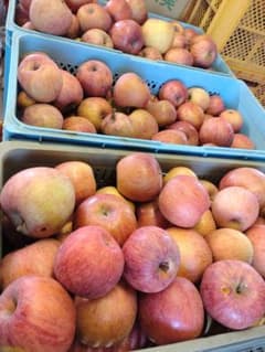 りんご 加工用 生食可能 訳ありのサムネイル