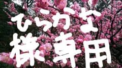 ピジョン  容器  10枚入り5セットのサムネイル