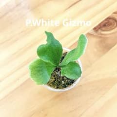 ビカクシダ ホワイトギズモ 選抜 ② - メルカリ