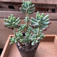 多肉植物　乙女心　抜き苗のサムネイル