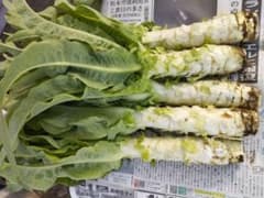 新鮮 茎レタス 山くらげ 収穫したて4.3kg長野县產のサムネイル