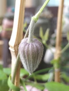 壺型クレマチス開花株【江戸茶】【希少】6号大株 - メルカリ