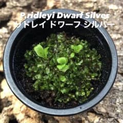 P.ridleyi Dwarf Silver リドレイ ドワーフ 前葉体 胞子体 - メルカリ
