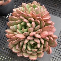 多肉植物 グラプトベリア ピンクルルビー群生株 抜き苗！！ - メルカリ