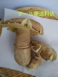 天然きのこ ヤマドリタケモドキ 約250g - メルカリ