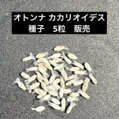 新鮮 オトンナ カカリオイデス 種子 5粒 販売 自家採取のサムネイル