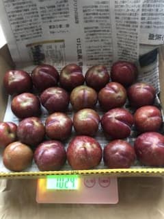 すもも　鹿児島県産のサムネイル