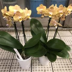 ミディ 胡蝶蘭　マロン　6本立ち　椎名洋蘭 ミディ胡蝶蘭 マロン 2本立ち 椎名洋ラン プレミアム2鉢セットレア