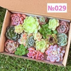ꕤ まとめて在庫SALE カット苗 ꕤ 多肉植物 ꕤ 韓国苗 ꕤ№029 - メルカリ