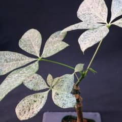 パキラ ミルキーウェイ 斑入り - メルカリ