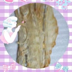 かめ娘様専門のサムネイル