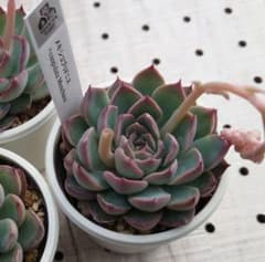 多肉植物 優木園 シルバー札 メキシコプリドニス×クスピダータメン