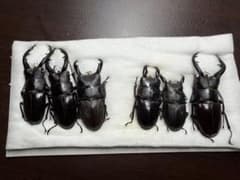 奄美欲張りセットのサムネイル