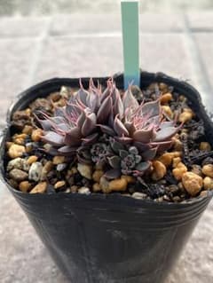 多肉植物　銀天女×菊日和②抜き苗のサムネイル
