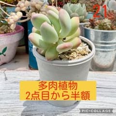 多肉植物<21 桃美人 抜き苗 - メルカリ