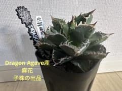 Dragon Agave産　アガベ 麻花 子株　ブツブツ　麻花龍　星空　冰雹 Dragon Agave産 アガベ 麻花 子株 ブツブツ 麻花龍 星空 冰雹 - メルカリ