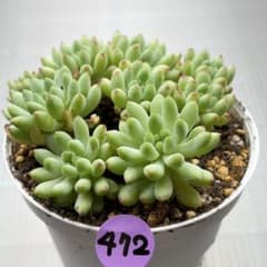 NEW❗️472多肉植物 花火(ハナビ) 抜き苗 寄せ植え 7.5cmポット