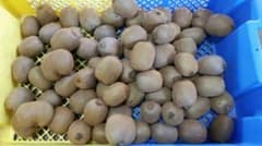キウイフルーツ　ヘイワード　7kg 訳ありのサムネイル