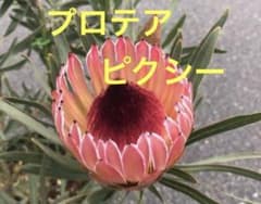 プロテア ピンクシー 希少 オージープランツ ネイティブプランツ 挿し木 苗 プロテア ピンクシー ① オージープランツ ネイティブプランツ 挿し木