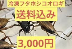 特価　訳アリ　冷凍コオロギ 約500g　袋入り - 4