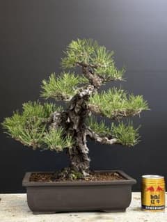 盆栽]黒松/肌が凄い中品//五葉松/赤松/真柏 - メルカリ