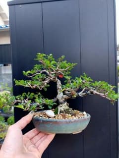 売約済み商品。ジュンナマ様専用です。 ミニ盆栽。長寿梅赤花。 - メルカリ