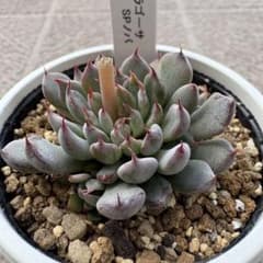 優木園 ザラゴーサSPノバ 子株2個 花芽付き 札付き メルカリ便配送 優木園 ザラゴーサSPノバ 子株2個 花芽付き 札付き メルカリ便配送