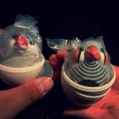 ほんのりひかるまんまるかわいい小鳥ライト2 シルバー文鳥　キンカチョウのサムネイル