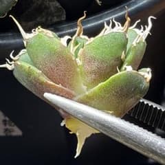 アガベ オテロイ ノヴァ Nova 特選天芽子株 イラン株 アガベ オテロイ ノヴァ Nova 特選天芽子株 イラン株 - メルカリ