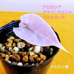 アロカシア アマゾニカ ミント バリエガータ ピンク A2 - メルカリ