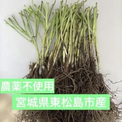 宮城県東松島市産農薬不使用ニラ苗　30本　ネコポスのサムネイル