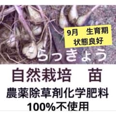 エシャレット らっきょう 20 球根 苗 宿根 農薬除草剤化学肥料完全不