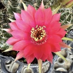 ❇️花サボテン❇️ 抜き苗50 - メルカリ