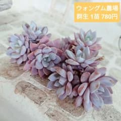 ウォングム農場◎ルル◎多肉植物 カット苗 輸入苗 エケベリア等 - メルカリ