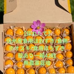 ⑧【採れたて】信州産食用ほおずき/食用ホウズキ/食用ホオズキ　42粒　無農薬栽培のサムネイル