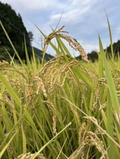 令和7年　島根県産きぬむすめ　白米10キロのサムネイル
