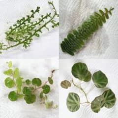 パルダリウム植物４種のサムネイル