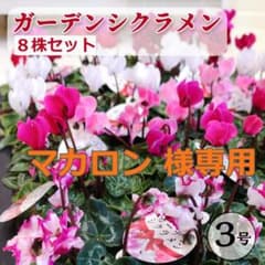マカロン 様専用 花色おまかせ ガーデンシクラメン ３号 8株セットのサムネイル