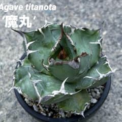 アガベ チタノタ '魔丸' 抜き苗 写真の現品 - メルカリ