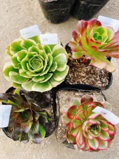 215 多肉植物 アエオニウム 抜き苗 4種セット - メルカリ