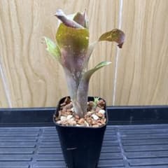 #17 Billbergia 'Tequila Sunset' 子株付きのサムネイル