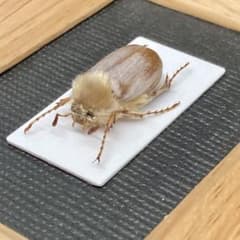 モフモフの立て髪のゴリラコガネ②【標本】 - メルカリ