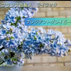 宿根 フランス直輸入 八重咲き 芳香 ライラック『カルベティエム