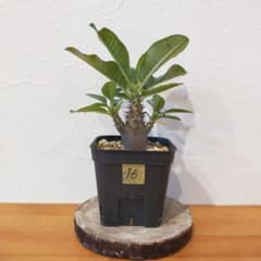 国内実生株 パキポディウム ウィンゾリー実生 16 (グラキリス ユーフォルビア 国内実生株 パキポディウム ウィンゾリー実生 16 (グラキリス