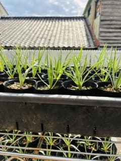 ユッカロストラータ 10苗 鉢のまま発送 - メルカリ