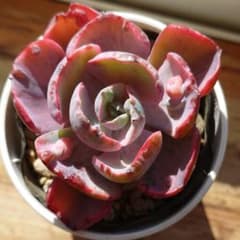 多肉植物 エケベリア ビヨンセ虹錦② カット苗 - メルカリ